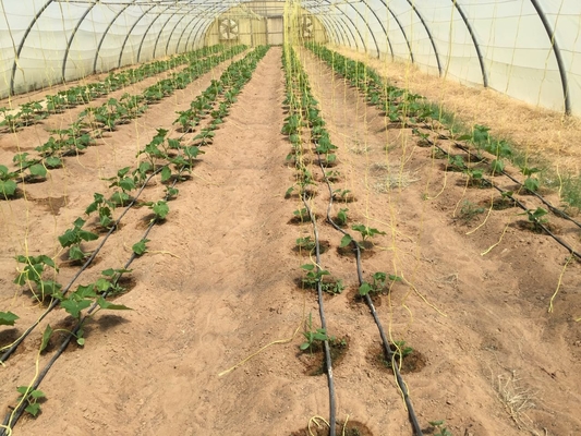 Split Film Twisted String PP Twine For Greenhouse 6000D-9000D PP Packing Rope