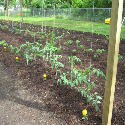 Tomato Twine Heavy Duty UV Resistant Garden Twine String for Tomato Trellis Climbing Plants Greenhouse Agricultural Tying Rope