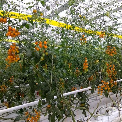 UV Stabilised Polypropylene Twine for Tomato Plants with Custom Colors and 1-5mm Diameter